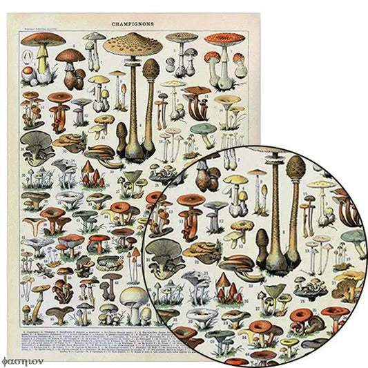 Vintage Poster Prints Botanical Biological Insect Kind Nature Education Mushrooms Wall Art Picture Kids Home Room Poster