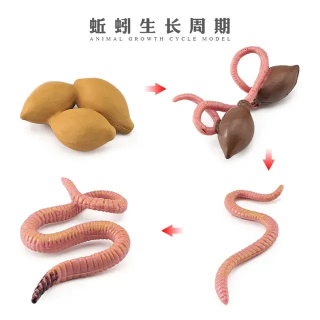 Animal Life Cycle Animal Model Set Toys Growth Life Cycle Insect Dinosaurio Montessori Toy Biology Accessories Cognitive Toys