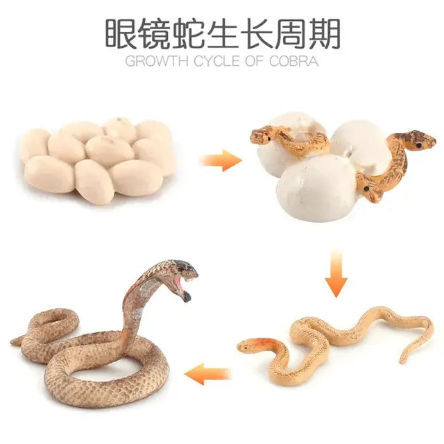 Animal Life Cycle Animal Model Set Toys Growth Life Cycle Insect Dinosaurio Montessori Toy Biology Accessories Cognitive Toys