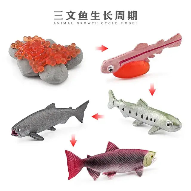 Animal Life Cycle Animal Model Set Toys Growth Life Cycle Insect Dinosaurio Montessori Toy Biology Accessories Cognitive Toys