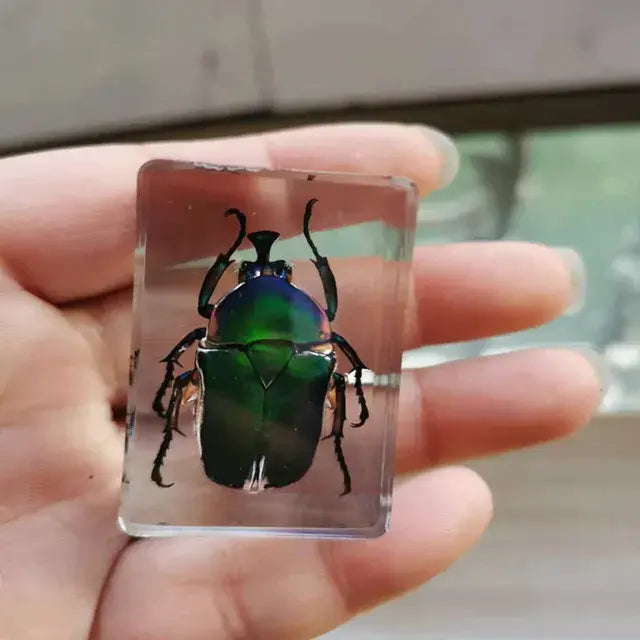 1piece Scarab Insect Specimen Ladybug Beetle In Clear Resin crafts collection medicine textbook biological specimen boy gift