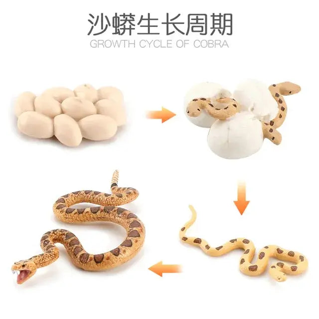 Animal Life Cycle Animal Model Set Toys Growth Life Cycle Insect Dinosaurio Montessori Toy Biology Accessories Cognitive Toys