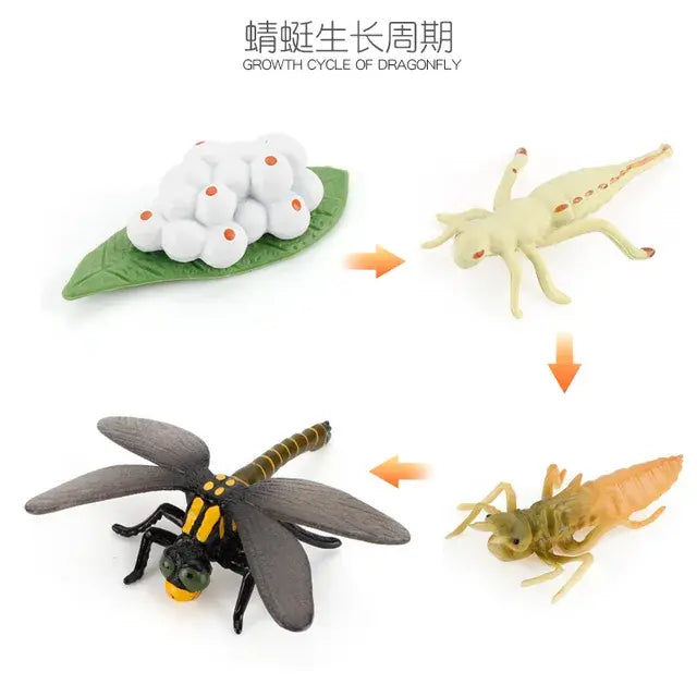 Animal Life Cycle Animal Model Set Toys Growth Life Cycle Insect Dinosaurio Montessori Toy Biology Accessories Cognitive Toys