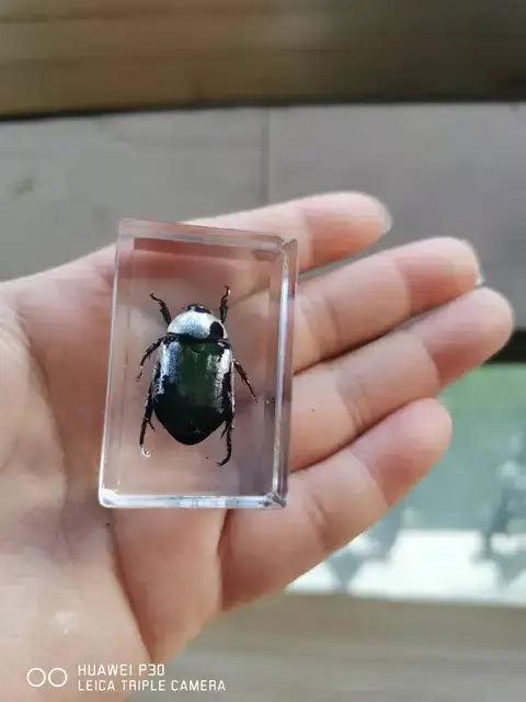 1piece Scarab Insect Specimen Ladybug Beetle In Clear Resin crafts collection medicine textbook biological specimen boy gift