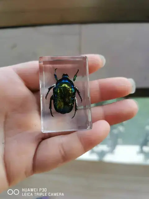 1piece Scarab Insect Specimen Ladybug Beetle In Clear Resin crafts collection medicine textbook biological specimen boy gift