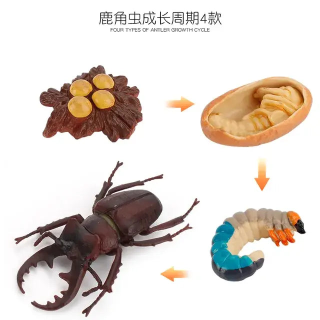 Animal Life Cycle Animal Model Set Toys Growth Life Cycle Insect Dinosaurio Montessori Toy Biology Accessories Cognitive Toys