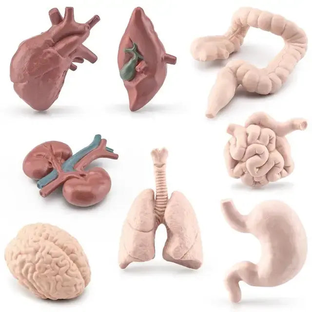 Human Torso Body Organ Miniature Anatomy Organs Model Education Montessori Toy Kiddie Boy Girl Collection Figurines 8PCS