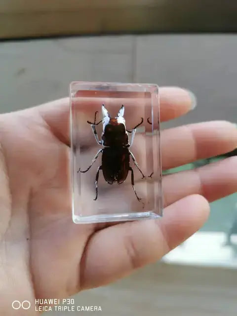 1piece Scarab Insect Specimen Ladybug Beetle In Clear Resin crafts collection medicine textbook biological specimen boy gift