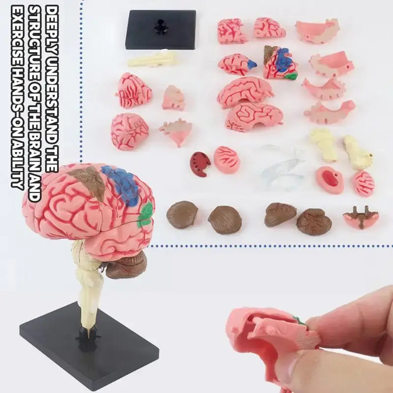 4D Disassembled Anatomical Human Brain Model Brain Arteries Model Anatomy Teaching Tool Statues Sculptures Medical School Use