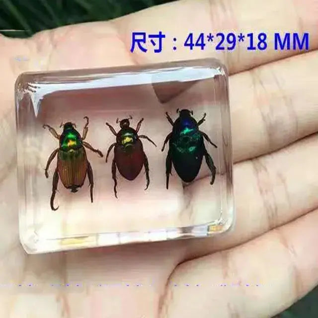 1piece Scarab Insect Specimen Ladybug Beetle In Clear Resin crafts collection medicine textbook biological specimen boy gift