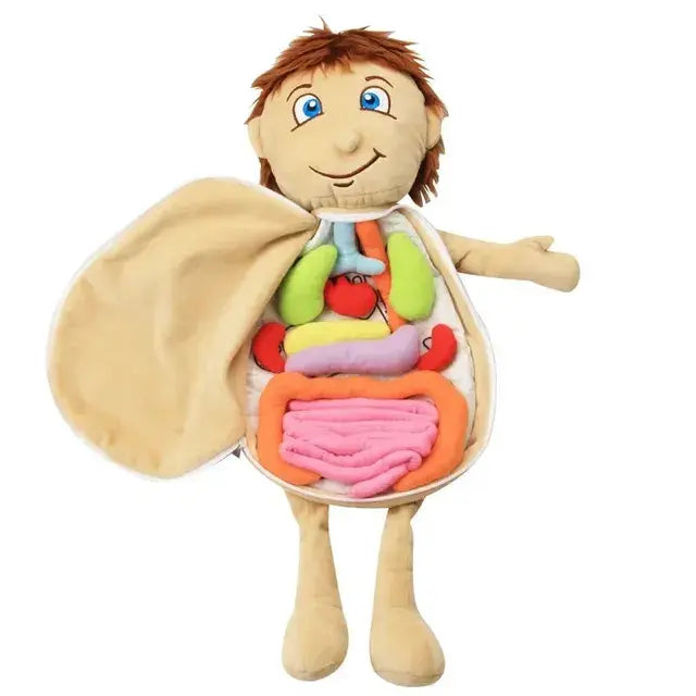 Early Education Children's Toy 3D Organ Clothes Teaching Aid For Kindergarten Body Internal Organs Enlightenment Tool