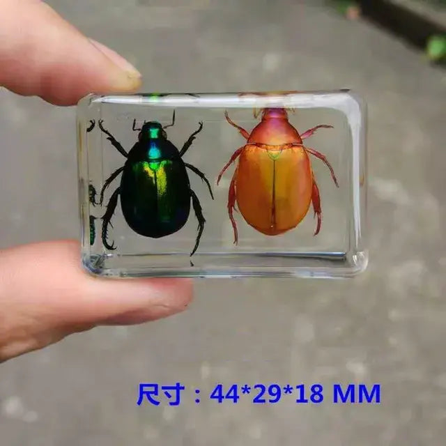 1piece Scarab Insect Specimen Ladybug Beetle In Clear Resin crafts collection medicine textbook biological specimen boy gift