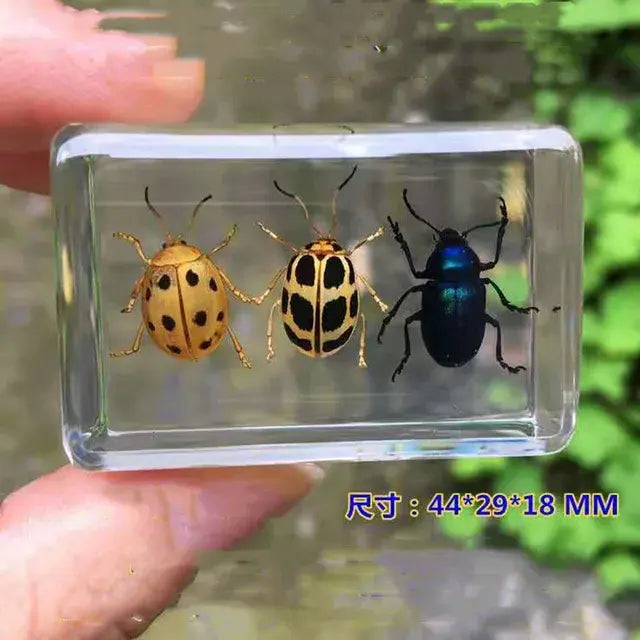 1piece Scarab Insect Specimen Ladybug Beetle In Clear Resin crafts collection medicine textbook biological specimen boy gift