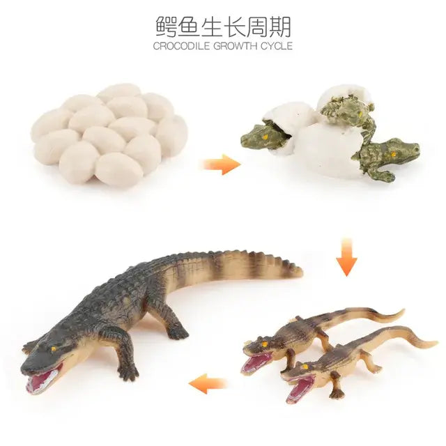 Animal Life Cycle Animal Model Set Toys Growth Life Cycle Insect Dinosaurio Montessori Toy Biology Accessories Cognitive Toys