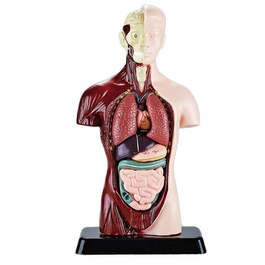 3D Human Body Model Torso Model Educational Assembly Learning DIY Toys Human Anatomy Organ Teaching Tools Early Learning Toys