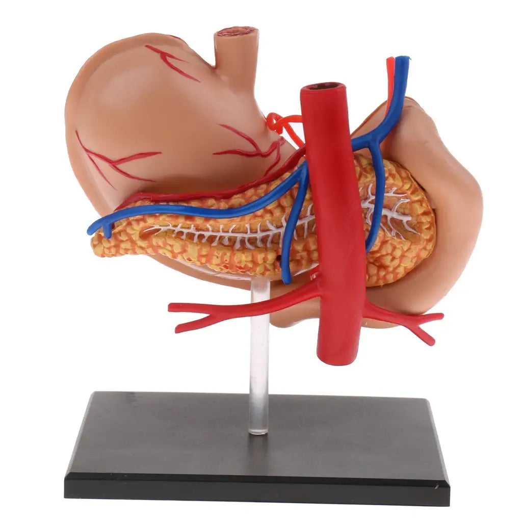 2:3 Human Stomach & Pancreas Organs Medicine Anatomical Model Anatomy Science Learning