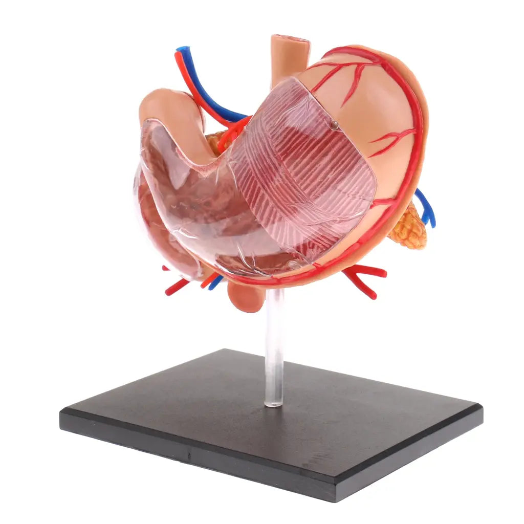 2:3 Human Stomach & Pancreas Organs Medicine Anatomical Model Anatomy Science Learning