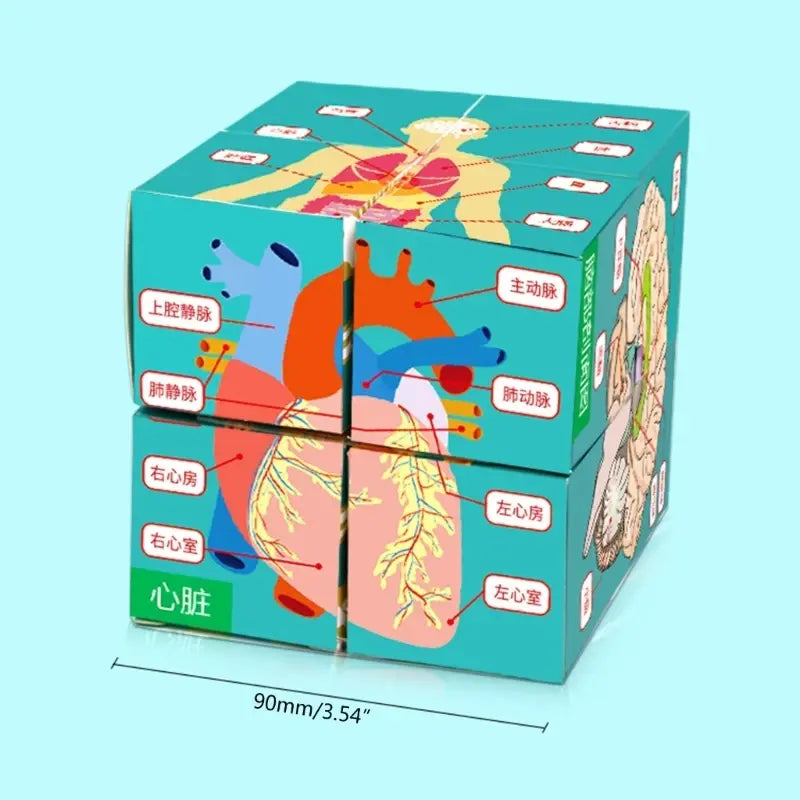 Kid Puzzle Human Anatomy Display Human Body Organs Cube Human Anatomy Study Cube