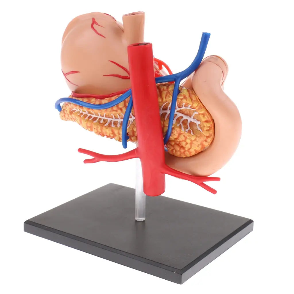 2:3 Human Stomach & Pancreas Organs Medicine Anatomical Model Anatomy Science Learning