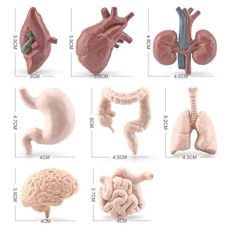 Human Torso Body Organ Miniature Anatomy Organs Model Education Montessori Toy Kiddie Boy Girl Collection Figurines 8PCS