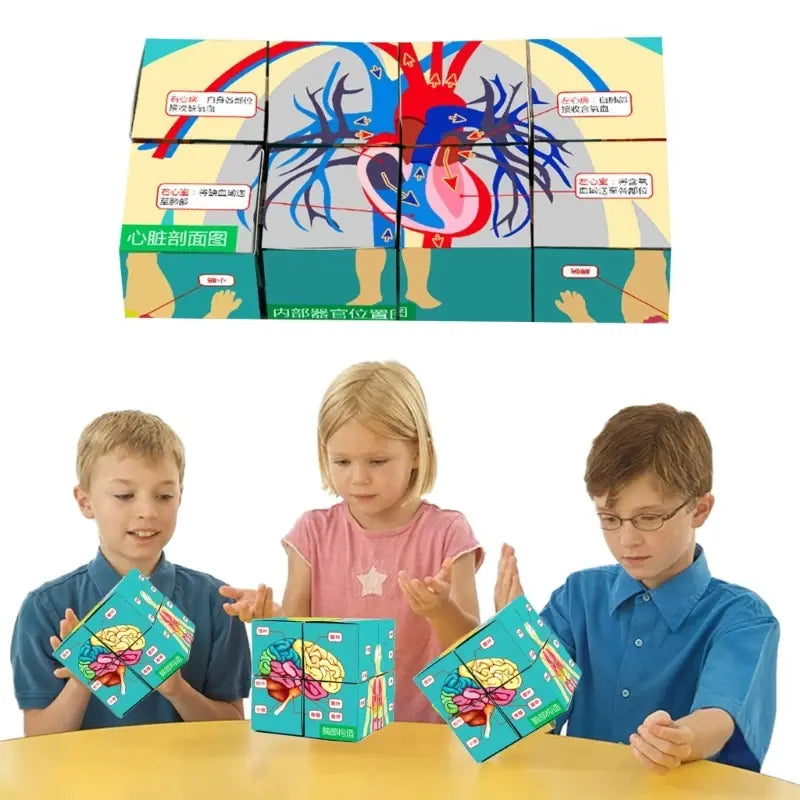 Kid Puzzle Human Anatomy Display Human Body Organs Cube Human Anatomy Study Cube