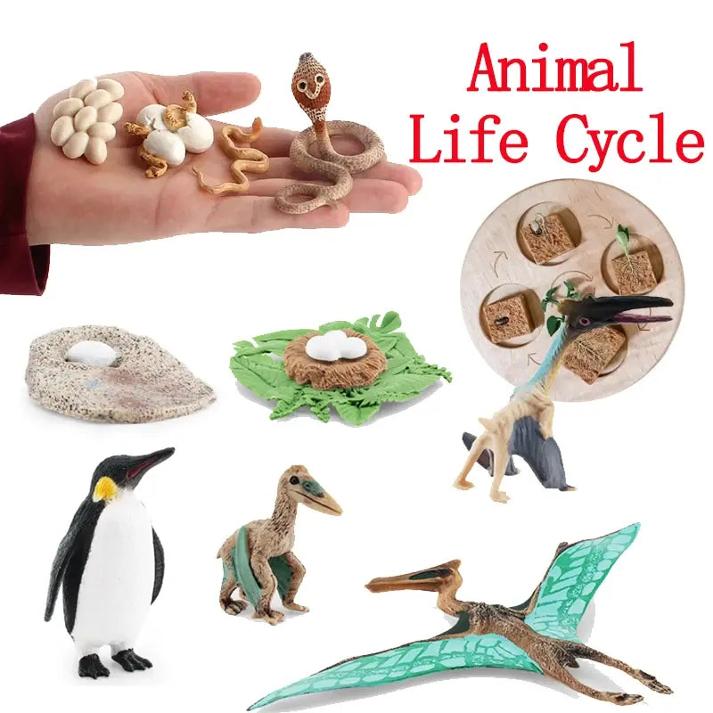 Animal Life Cycle Animal Model Set Toys Growth Life Cycle Insect Dinosaurio Montessori Toy Biology Accessories Cognitive Toys