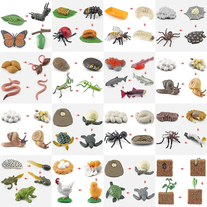 Animal Life Cycle Animal Model Set Toys Growth Life Cycle Insect Dinosaurio Montessori Toy Biology Accessories Cognitive Toys