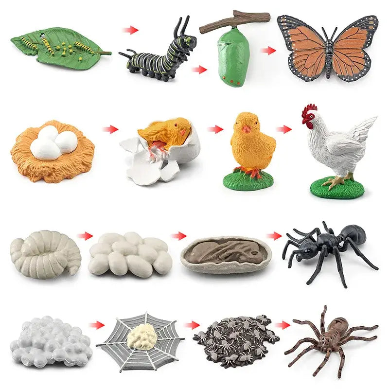 Animal Life Cycle Animal Model Set Toys Growth Life Cycle Insect Dinosaurio Montessori Toy Biology Accessories Cognitive Toys