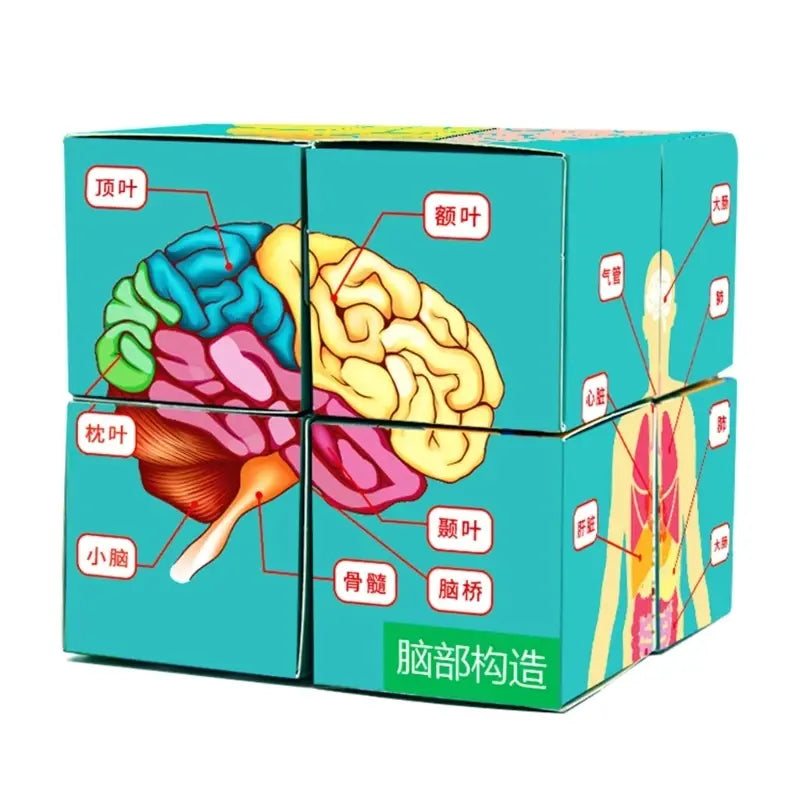 Kid Puzzle Human Anatomy Display Human Body Organs Cube Human Anatomy Study Cube