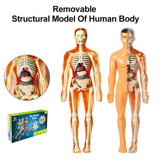 3D Human Body Model People Action Figure Torso Anatomy