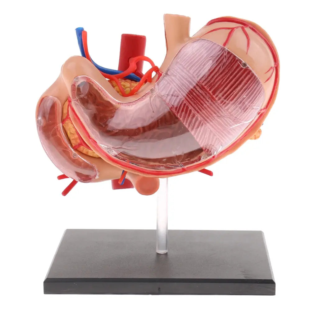 2:3 Human Stomach & Pancreas Organs Medicine Anatomical Model Anatomy Science Learning